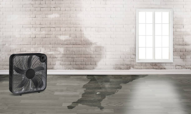Best Professional water damage repair  in Prescott, WI